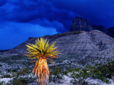 Yucca with Thunderstorm in Background, Guadalupe Mountains National Park, Texas Photographic Print by Holger Leue
