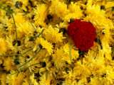 Basket of Marigold Flowers, Coimbatore, Tamil Nadu, India Photographie par Daniel Boag