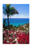 Palm and tropical Flowers Photographic Print by George Oze