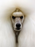 Mexico World Dog Show 2007 Photographic Print by Eduardo Verdugo