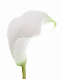 White Calla Lily Poster von George Fossey