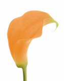Orange Calla Lily Poster von George Fossey