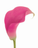 Hot Pink Calla Lily Kunstdrucke von George Fossey
