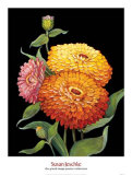 Midnight Bloom II Affiche par Susan Jeschke