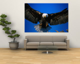 Bald Eagle (Haliaeetus Leucocephalus), USA Wall Mural by Mark Newman