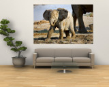 Baby African Elephant in Mud, Namibia Wall Mural by Joe Restuccia III