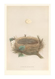 Garden Warbler Egg and Nest Affiche