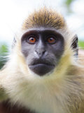 Green Ververt Monkey, St. Kitts, Caribbean Photographic Print by Greg Johnston