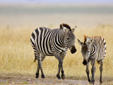 Zebra and Juvenile Zebra on the Maasai Mara, Kenya Photographic Print by Joe Restuccia III