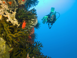 Scuba Diver Swimming into Cave of Tubastrae Coral Formation and Soldierfish, Banda Sea, Indonesia Photographic Print by Stuart Westmoreland