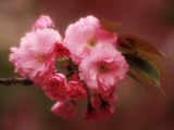 Close-up of Cherry Blossoms at Osaka Cherry Blossom Festival, Osaka, Japan Photographic Print by Nancy & Steve Ross