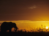 Elephant Grazing at Sunset, Tarangire National Park, Tanzania Photographic Print by John & Lisa Merrill