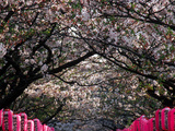 Pink Lanterns on Canopy of Cherry Trees in Bloom, Kamakura, Japan Photographic Print by Nancy & Steve Ross
