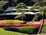Azaleas at the Imperial Palace East Gardens, Tokyo, Japan Photographic Print by Nancy & Steve Ross