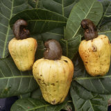 Cashew Nuts, Thailand, Photographic Print