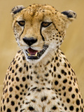 Cheetah in the Brush, Maasai Mara, Kenya Photographic Print by Joe Restuccia III