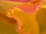 Abstract of Flower Petal in Rain Photographic Print by Nancy Rotenberg