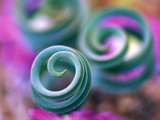 Curled Lily Leaves, Namaqualand, South Africa Photographic Print by Nancy Rotenberg