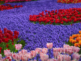 Tulips in Keukenhof Gardens, Amsterdam, Netherlands Photographic Print by Keren Su