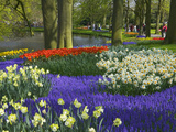 Tulips in Keukenhof Gardens, Amsterdam, Netherlands Photographic Print by Keren Su
