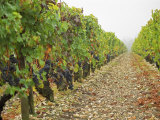 Cabernet Sauvignon Vines with Grapes, Chateau Du Tertre, Margaus, Medoc, Bordeaux, Gironde, France Photographic Print by Per Karlsson