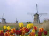 Windmills and Tulips Along the Canal in Kinderdijk, Netherlands Photographic Print by Keren Su