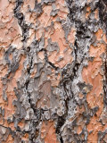 Texture and Patterns in Tree Near Sedona, Arizona, USA Photographic Print by Diane Johnson