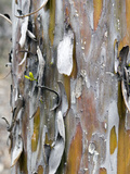 Texture and Patterns in Tree Near Sedona, Arizona, USA Photographic Print by Diane Johnson