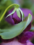 Close-up of Bud Opening in Spring Photographic Print by Nancy Rotenberg
