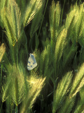 White Butterfly in Morning Light, Sedona, Arizona, USA Photographic Print by Diane Johnson