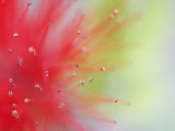 Abstract Detail of Baja Fairy Duster Shrub, Baja California, Mexico Photographic Print by Dennis Flaherty