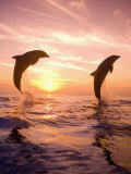 Bottlenose Dolphins, Caribbean Sea Near Roatan, Honduras Photographic Print by Stuart Westmoreland