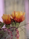 Flower, Tucson Botanical Gardens, Arizona, USA Photographic Print by John & Lisa Merrill