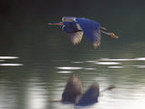 Great Blue Heron Flying Across Water Photographic Print by Nancy Rotenberg