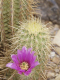Pink Hedgehog Cactus Blossom, Arizona-Sonora Desert Museum, Tucson, Arizona, USA Photographic Print by John & Lisa Merrill