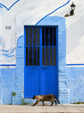 Detail of Siamese Cat in Doorway with Wrought Iron Cover, Puerto Vallarta, Mexico Photographic Print by Nancy & Steve Ross