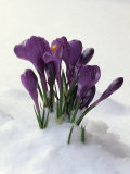 Crocus in the Snow Photographic Print by Nancy Rotenberg