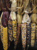 Indian Corn of the Americas, Art Print
