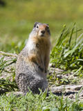 Columbia Ground Squirrel in Glacier National Park, Montana, USA Photographic Print by Diane Johnson
