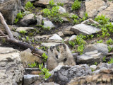 Pair of Marmots Kissing in Glacier National Park, Montana, USA Photographic Print by Diane Johnson