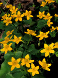 Urban Forestry Center, Marsh Marigolds, Portsmouth, New Hampshire, USA Photographie par Jerry & Marcy Monkman