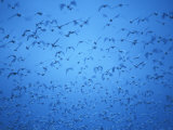 Snow Geese in Bosque Del Apache, New Mexico, USA Photographic Print by Diane Johnson