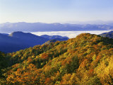 Forest in Autumn Color from Shot Beech Ridge, Great Smoky Mountains National Park, North Carolina Photographic Print by Dennis Flaherty