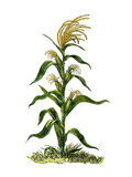 Maise or Indian Corn Plant, Giclee Print