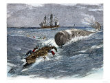 Angry Whale Chasing a Harpoon Boat Giclee Print