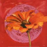 Zinnia Orange sur Pos Rose Posters par Valerie Roy