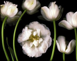 Tulip Garden Posters by Pip Bloomfield