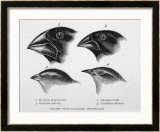 Finches from the Galapagos Islands Observed by Darwin Framed Giclee Print by R.t. Pritchett