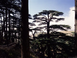 The Last Remaining Forest of Biblical Cedars in Lebanon, Cedar Forest, Lebanon, Middle East Photographic Print by Fred Friberg