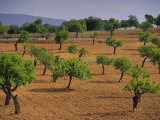 Landscape with Olive Trees, Majorca (Mallorca), Balearic Islands, Spain, Europe Photographic Print by John (Photographer) Miller
